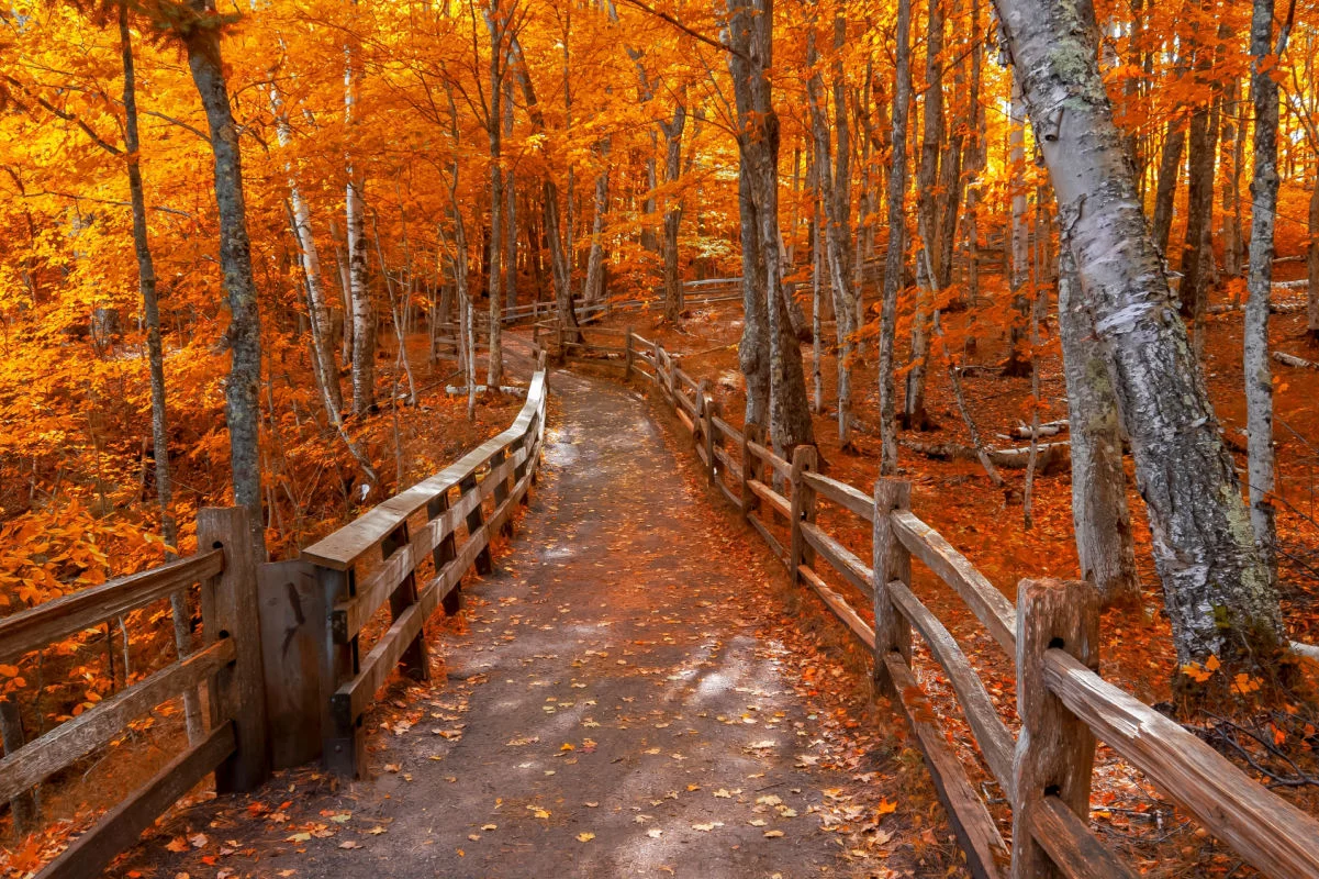 Bright autumn trees along boardwalk in late autumn in Michigan upper peninsula